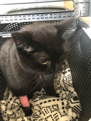 Have just dropped cat off at specialist animal hospital