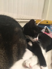 Cat chat - 100 slave tips
