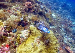 To love the new disposable camera trend?