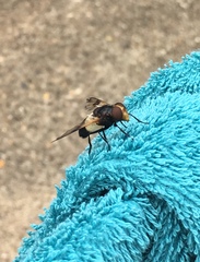 What the hell is this flying creature?