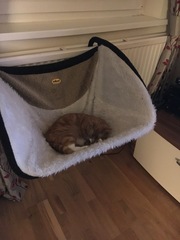 Show me your cat beds