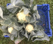 Allotment/Veg Patch Thread 14 ! growing into summer