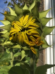 Any Witches Here? Part 9.