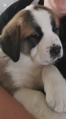 Puppy Support Group 2