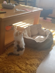 Help me name my kitten