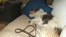 to think owning a dog is selfish?