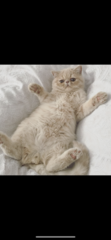 anyone any experience of corneal sequestra in a cat ?