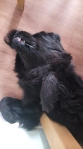 What are your favourite breeds of dog ?