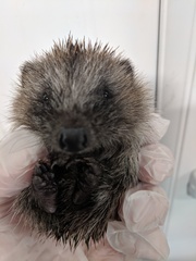 Giant hedgehog living in my garden