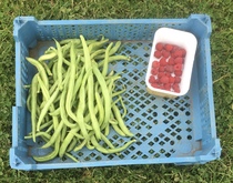 Allotment/Veg Patch Thread 14 ! growing into summer