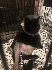 Have just dropped cat off at specialist animal hospital