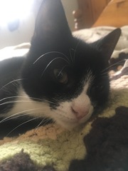 Pilling the cat: 100 easy steps