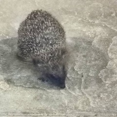 Giant hedgehog living in my garden