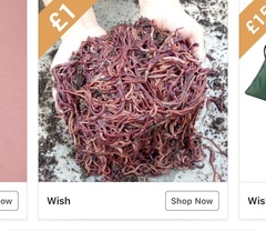 WTF is Wish trying to sell me?