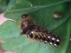 What sort of butterfly will this be?!