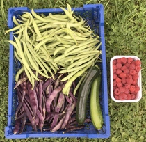 Allotment/Veg Patch Thread 14 ! growing into summer
