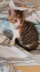 Kitten names