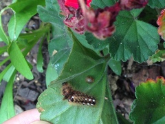 What sort of butterfly will this be?!