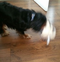 Aldi hedgehog dog toy