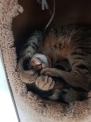 Next door's -thug- cat