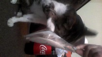 Pilling the cat: 100 easy steps