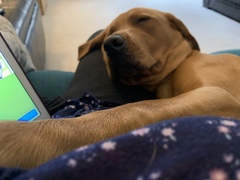 to think owning a dog is selfish?