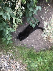 Have just dropped cat off at specialist animal hospital