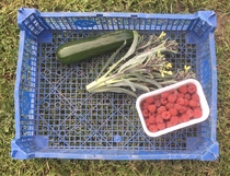 Allotment/Veg Patch Thread 14 ! growing into summer