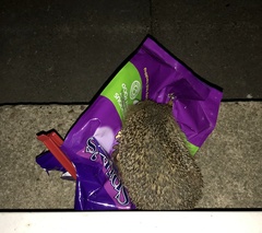 Giant hedgehog living in my garden