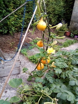 Allotment/Veg Patch Thread 14 ! growing into summer