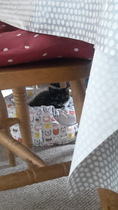 Show me your cat beds