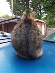 Next door's -thug- cat