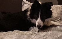 What are your favourite breeds of dog ?