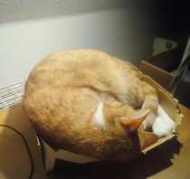 Show me your cat beds