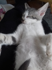 Meet Haribo