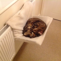 Show me your cat beds