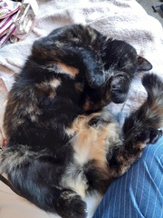 I think my cat is broken...