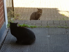 Next door's -thug- cat