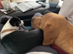 to think owning a dog is selfish?
