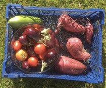 Allotment/Veg Patch Thread 14 ! growing into summer