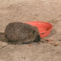 Giant hedgehog living in my garden