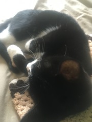 Pilling the cat: 100 easy steps