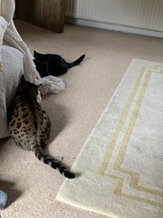 Anyone on here got a Bengal cat ?
