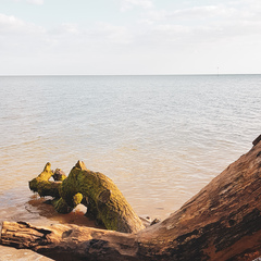 September 2019 #9 - for Twittlebee **title edited by MNHQ**