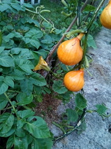 Allotment/Veg Patch Thread 14 ! growing into summer