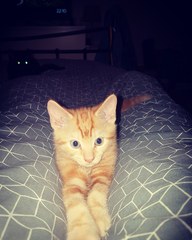 New kittens and toilet