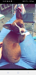 Show me your puppies!