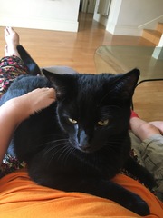 To think my cat nipping me is a sign of affection?