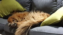 to think owning a dog is selfish?