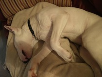 to think owning a dog is selfish?